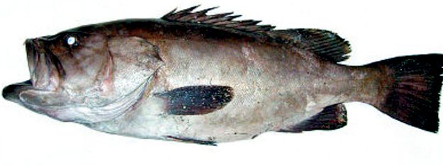 Epinephelus  caninus_03